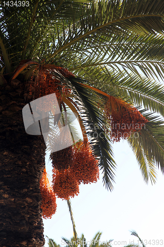 Image of Phoenix dactylifera palm tree