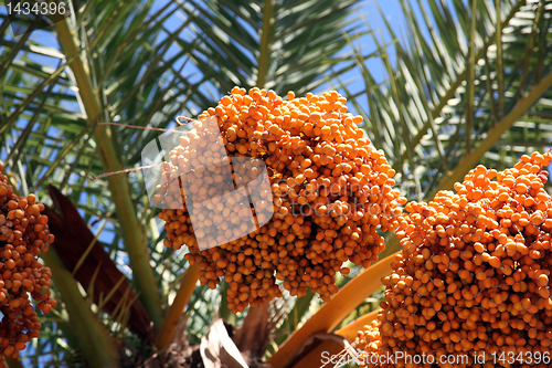 Image of Phoenix dactylifera palm tree