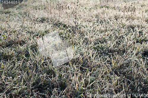 Image of Grass with frost in winter