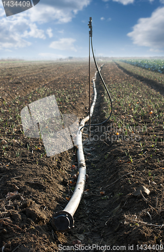 Image of Land and hose for watering