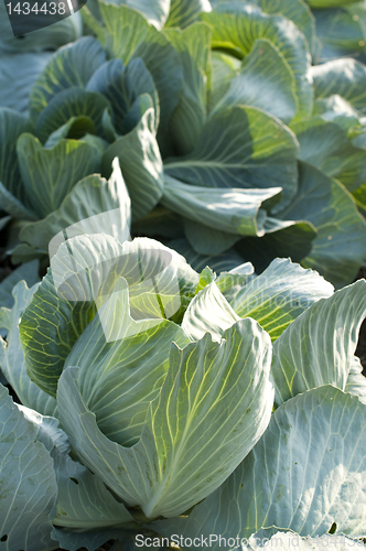 Image of Cabbage Field