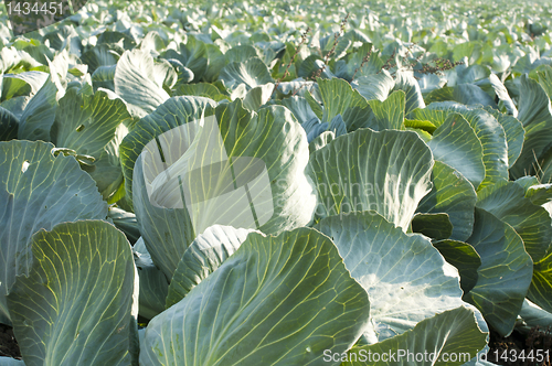 Image of Cabbage Field
