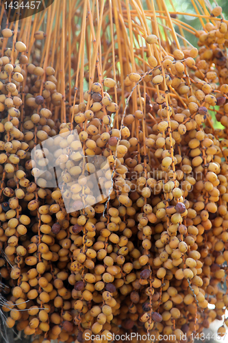 Image of Phoenix dactylifera palm tree