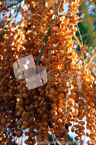 Image of Phoenix dactylifera palm tree