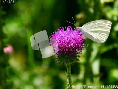 Image of white cabbage butterfly