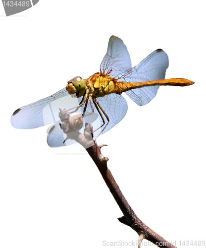 Image of dragonfly