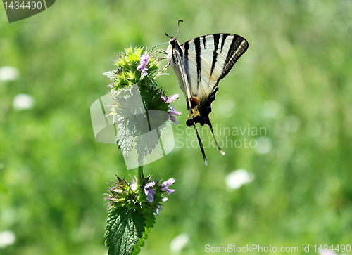 Image of butterfly (Scarce Swallowtail)
