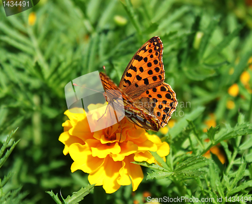Image of brown butterfly