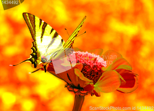 Image of butterfly on flower