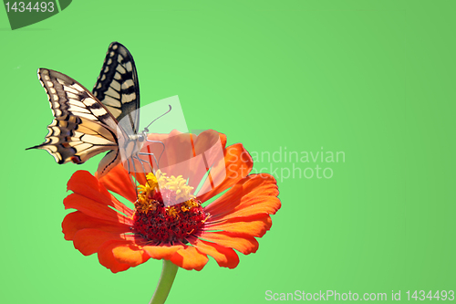 Image of butterfly on flower