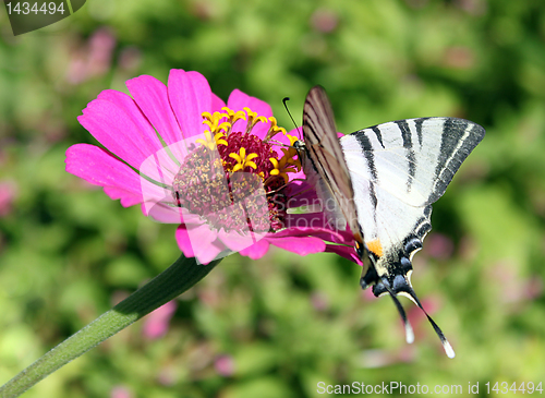 Image of butterfly on flower