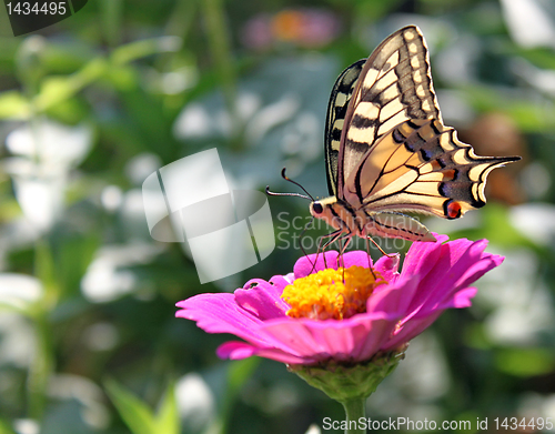 Image of Machaon