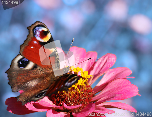 Image of butterfly on flower