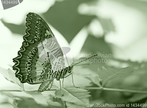 Image of butterfly on a leaf