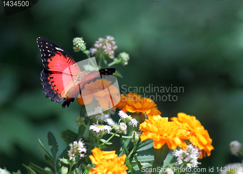 Image of butterfly on flower