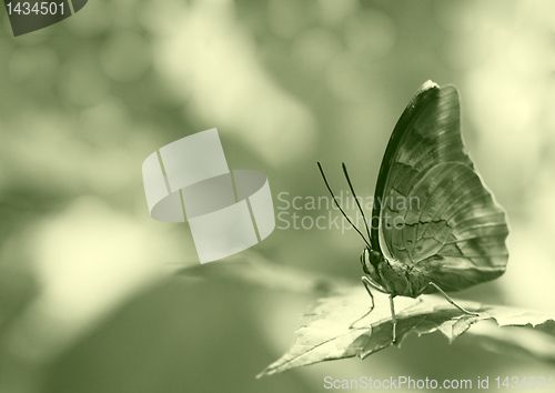 Image of butterfly on a leaf
