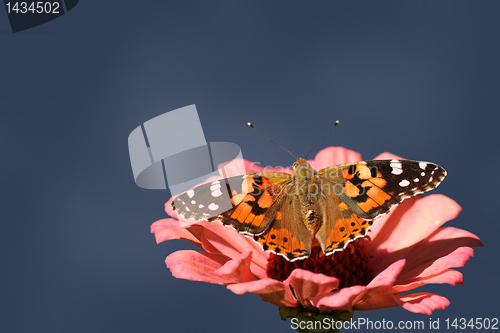 Image of butterfly on flower