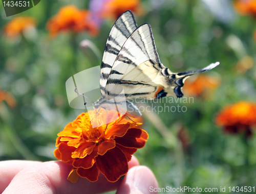 Image of marigold with butterfly