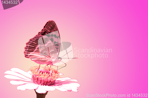 Image of butterfly on flower