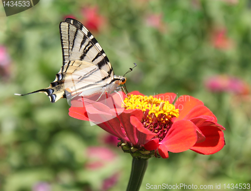 Image of butterfly on zinnia