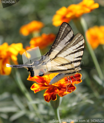 Image of butterfly on marigold