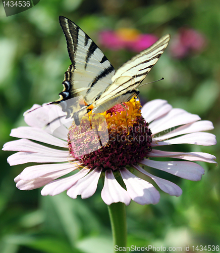 Image of butterfly on flower