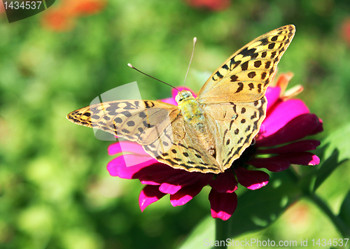 Image of butterfly (Silver-washed Fritillary)