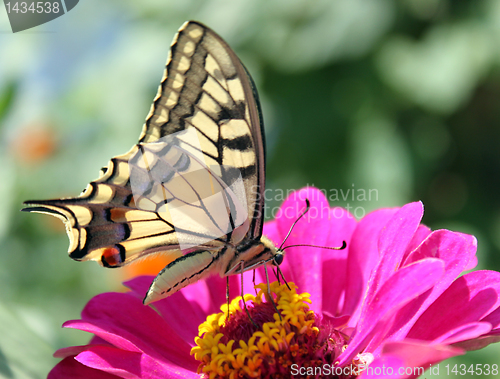 Image of butterfly (Papilio Machaon)