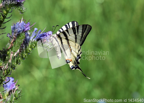 Image of butterfly (Scarce Swallowtail) 