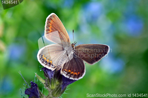 Image of butterfly (lycaenidae)