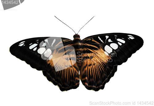 Image of butterfly (The Clipper)