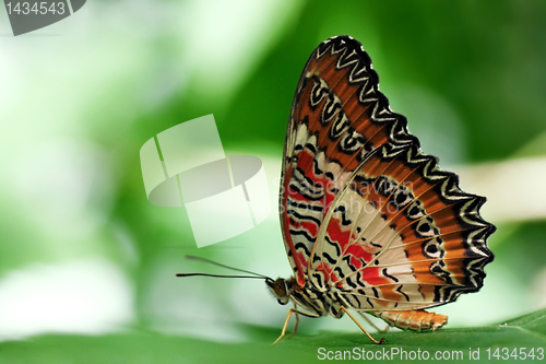 Image of butterfly on a leaf