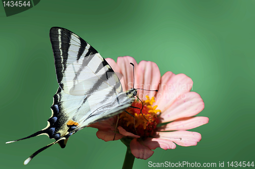 Image of butterfly (Scarce Swallowtail)