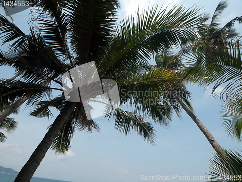 Image of Coconut tree