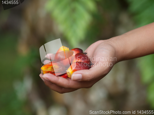 Image of Oil palm fruits