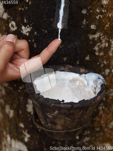 Image of Rubber tree plantation