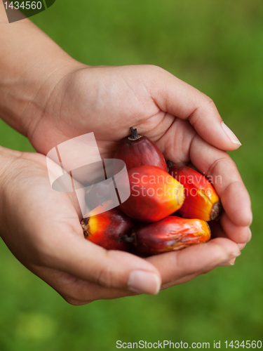 Image of Oil palm fruits