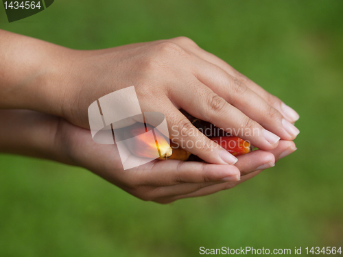 Image of Oil palm fruits