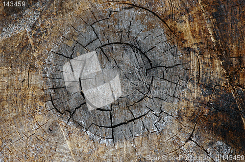 Image of Dead old tree