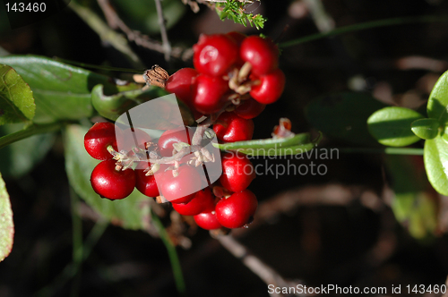 Image of Cranberry