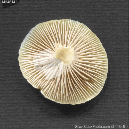 Image of Mushroom