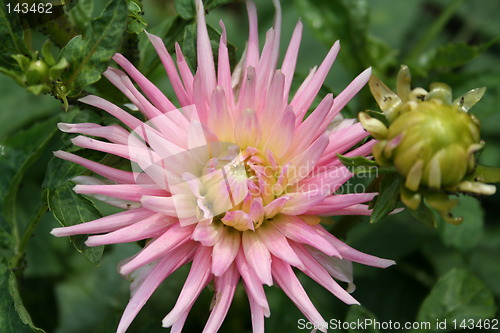 Image of Pink dahlia