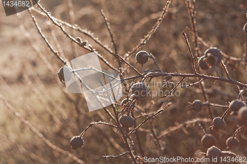 Image of Autumn