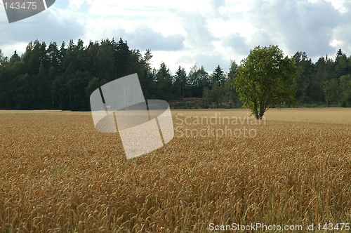 Image of cornfield
