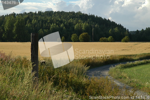 Image of Cornfield and road