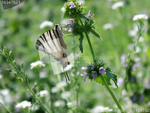 Image of butterfly on wild flower