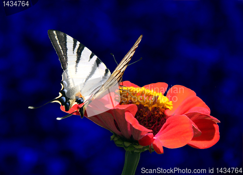 Image of butterfly on flower