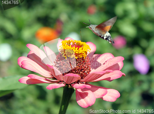 Image of sphinx hawk 