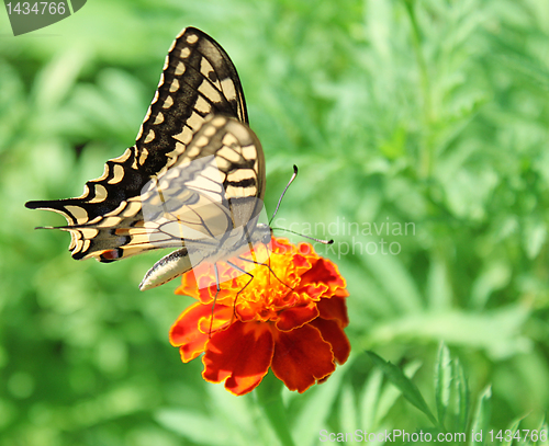 Image of Papilio Machaon