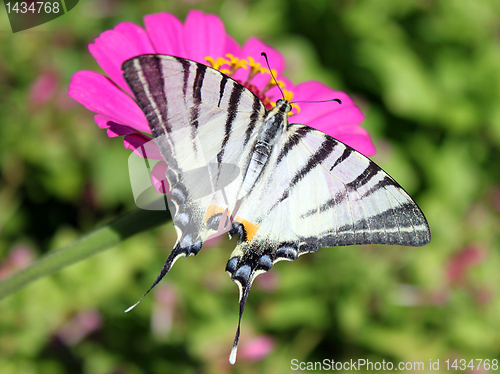 Image of butterfly Scarce Swallowtail